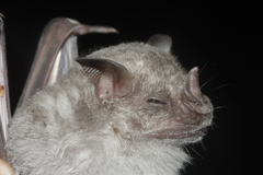 Hairy Fruit-Eating Bat photo 2