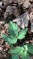 Cardamine diphylla
