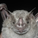 Hairy Fruit-eating Bat - Photo (c) Juan Cruzado Cortés, some rights reserved (CC BY-SA), uploaded by Juan Cruzado Cortés