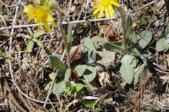 Tephroseris kirilowii