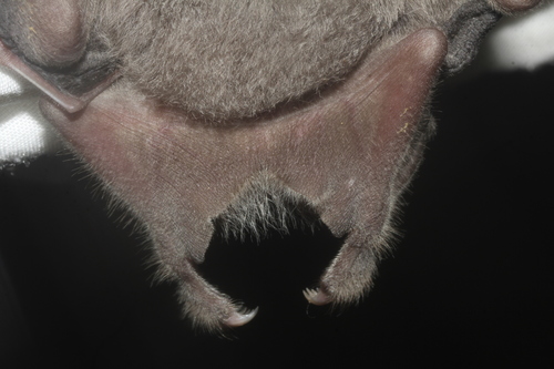 Hairy Fruit-eating Bat