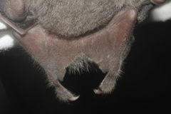 Hairy Fruit-Eating Bat photo 3