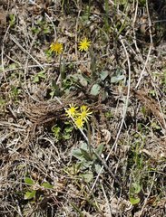 Tephroseris kirilowii