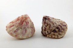 Trochus erithreus