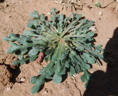 Aphanostephus ramosissimus