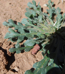 Aphanostephus ramosissimus