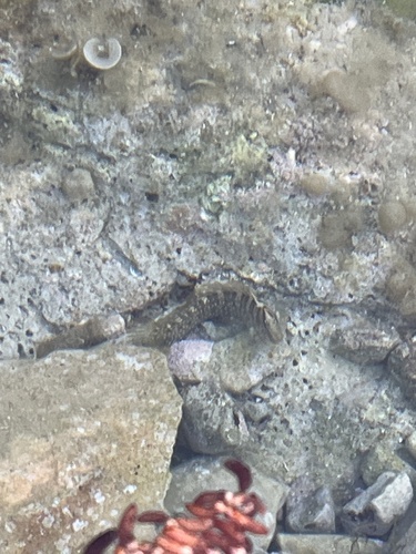 Salaria pavo