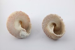 Trochus erithreus