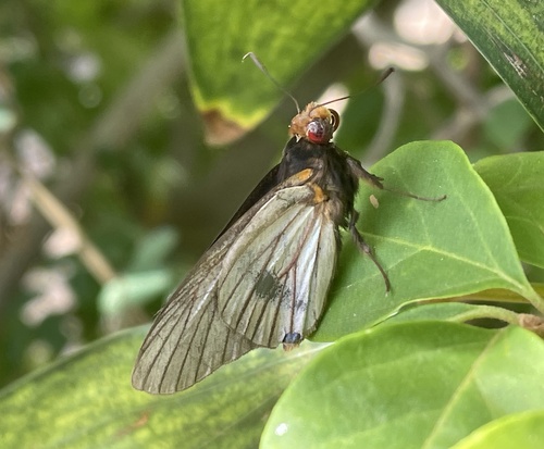 African Giant Skipper