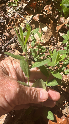 Symphyotrichum grandiflorum, photograph 5