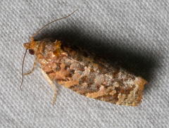 Argyrotaenia floridana