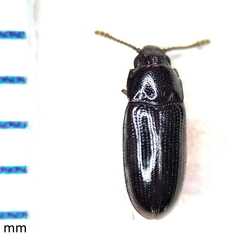 Pharaxonotha kirschii