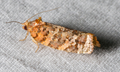 Argyrotaenia floridana