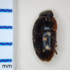 Cryptarcha strigatula