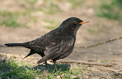 Turdus merula