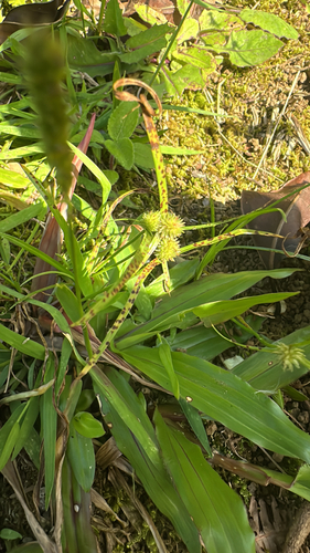 Cyperus brevifolius observed 2026-04-26