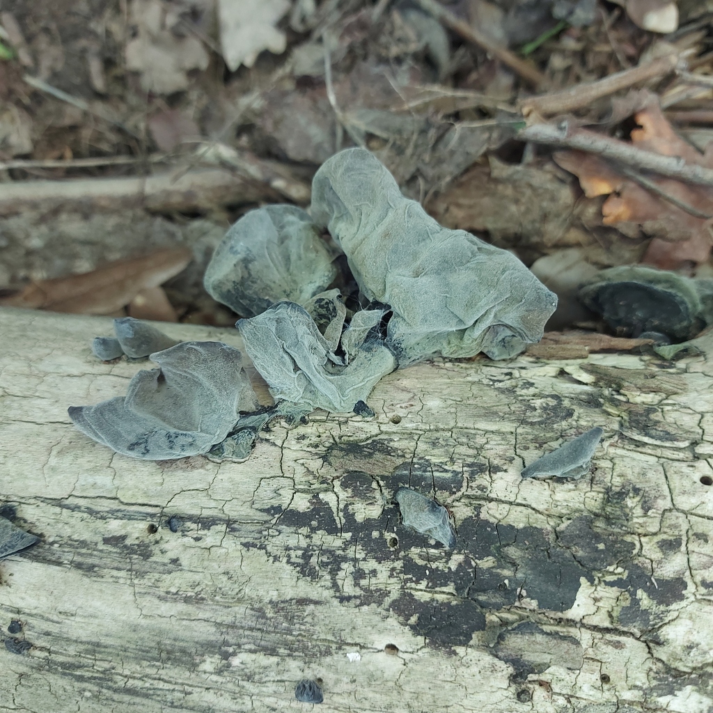 Auricularia auricula-judae · April 2026 · photo: © tomm2000 (iNaturalist, cc0)
