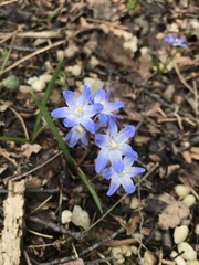 Scilla luciliae