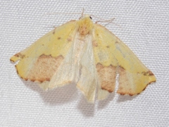 Sicya macularia
