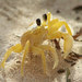 Atlantic Ghost Crab - Photo (c) Edgley Cesar, some rights reserved (CC BY-NC-SA)