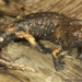 Giant Palm Salamander - Photo (c) Todd Pierson, some rights reserved (CC BY-NC-SA)