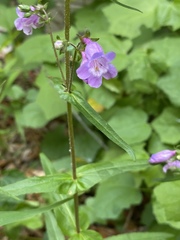 Penstemon tenuis