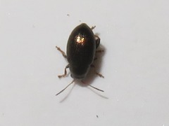 Chaetocnema hortensis