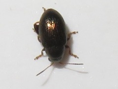 Chaetocnema hortensis