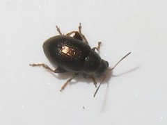 Chaetocnema hortensis