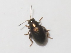 Chaetocnema hortensis