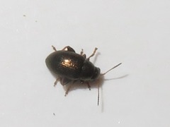 Chaetocnema hortensis
