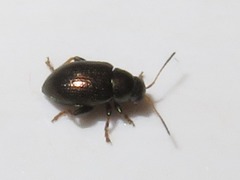 Chaetocnema hortensis
