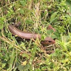 Plestiodon laticeps
