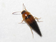 Tachyporus solutus