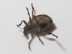 Rhinoncus leucostigma