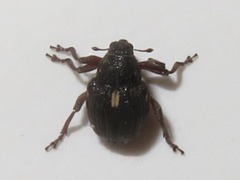 Rhinoncus leucostigma