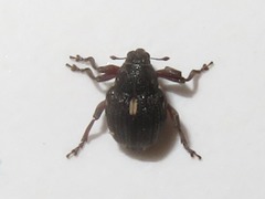 Rhinoncus leucostigma