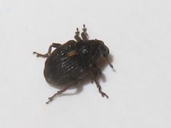 Rhinoncus leucostigma