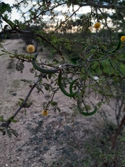 Vachellia farnesiana
