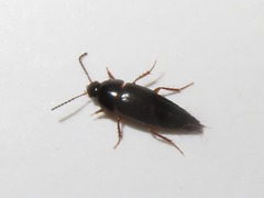 Tachinus rufipes