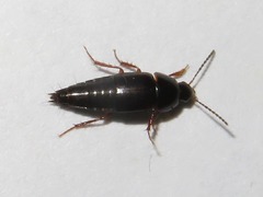 Tachinus rufipes