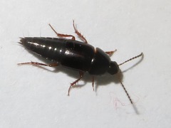 Tachinus rufipes