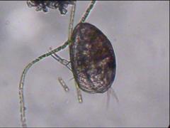 Ostracoda