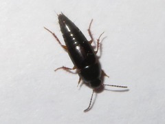 Tachinus rufipes