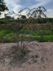 Vachellia farnesiana