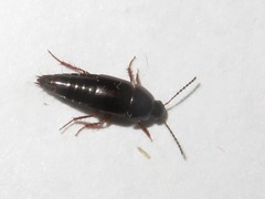 Tachinus rufipes