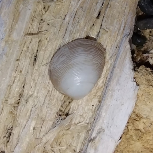 Nucula hartvigiana, 2026-04-26