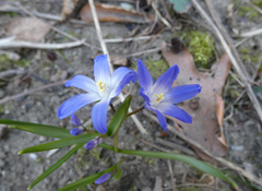 Scilla luciliae