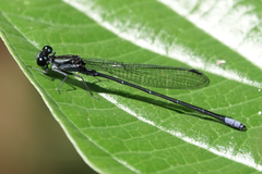 Argia ulmeca
