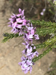 Aspalathus cephalotes